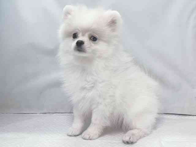 大阪府のポメラニアン (ひごペットフレンドリー堺プラットプラット店/2025年10月27日生まれ/男の子/ホワイト)の子犬の3枚目の画像