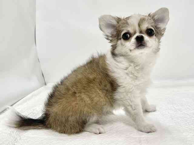 高知県のチワワ(ロング) (ひごペットフレンドリーイオンモール高知店/2025年10月27日生まれ/女の子/フォーンホワイト)の子犬の3枚目の画像