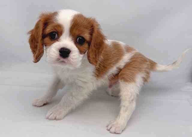 鳥取県のキャバリアキングチャールズスパニエル (ひごペットフレンドリーイオンモール鳥取北店/2025年10月28日生まれ/男の子/ブレンハイム)の子犬の3枚目の画像