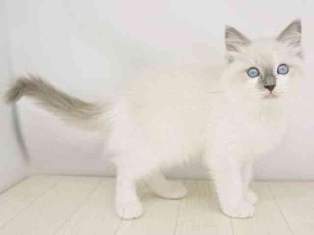 福岡県のラグドール (ひごペットフレンドリーゆめタウン筑紫野店/2025年10月26日生まれ/男の子/ブルーポイントバイカラー)の子猫の3枚目の画像