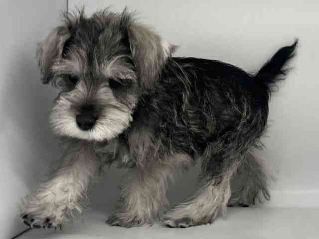 徳島県のミニチュアシュナウザー (ひごペットフレンドリーゆめタウン徳島店/2025年10月25日生まれ/男の子/ソルトペッパー)の子犬の3枚目の画像