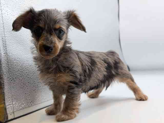 香川県のハーフ犬・ミックス犬 (ひごペットフレンドリーゆめタウン高松店/2025年10月27日生まれ/女の子/シルバーダップル)の子犬の3枚目の画像