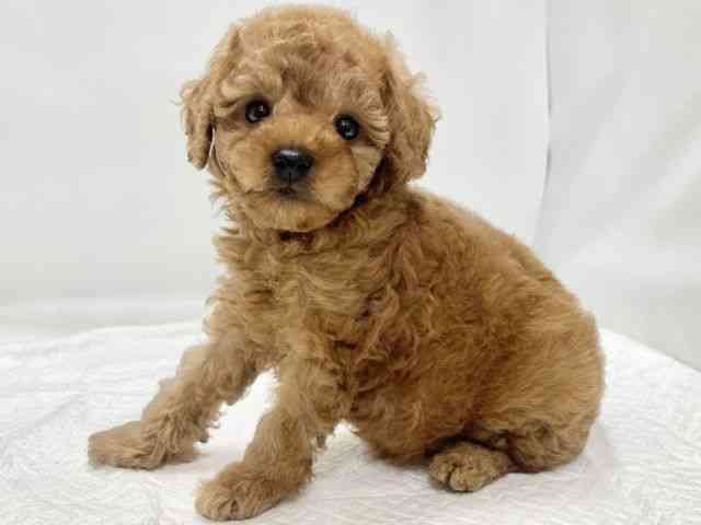 高知県のトイプードル(トイ) (ひごペットフレンドリーイオンモール高知店/2025年10月26日生まれ/男の子/レッド)の子犬の3枚目の画像