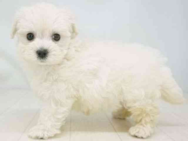 福岡県のマルプー(マルチーズ×プードル) (ひごペットフレンドリーゆめタウン筑紫野店/2025年10月26日生まれ/女の子/ホワイト)の子犬の3枚目の画像