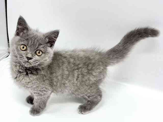 大阪府のブリティッシュショートヘアー (ひごペットフレンドリーイオンタウン豊中庄内店/2025年10月27日生まれ/女の子/ブルー)の子猫の3枚目の画像