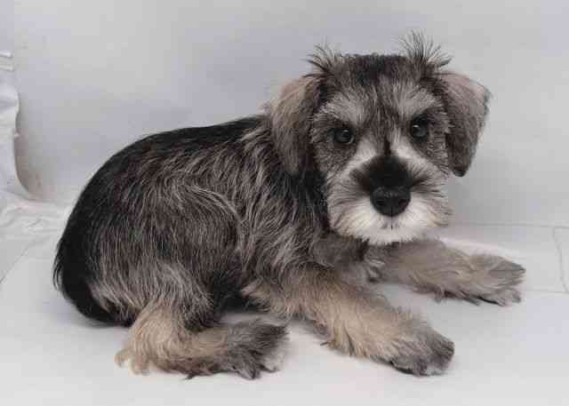 鳥取県のミニチュアシュナウザー (ひごペットフレンドリーイオンモール鳥取北店/2025年10月25日生まれ/女の子/ソルトペッパー)の子犬の3枚目の画像