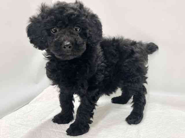 高知県のトイプードル(トイ) (ひごペットフレンドリーイオンモール高知店/2025年10月23日生まれ/男の子/ブラック)の子犬の3枚目の画像