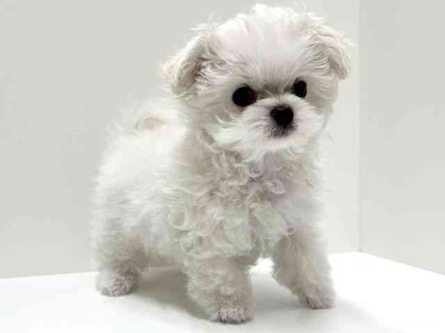 愛知県のチワマル/マルチワ(チワワ×マルチーズ) (ひごペットフレンドリーららぽーと名古屋みなとアクルス店/2025年10月28日生まれ/男の子/クリーム)の子犬の3枚目の画像