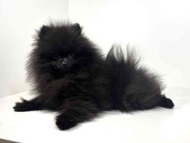 兵庫県のポメラニアン (ひごペットフレンドリーイトーヨーカドー明石店/2025年10月24日生まれ/女の子/ブラック)の子犬の3枚目の画像
