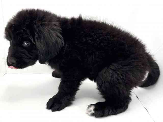 兵庫県のニューファンドランド (ひごペットフレンドリークラウンパーク伊丹店/2025年10月21日生まれ/男の子/ブラックホワイト)の子犬の3枚目の画像