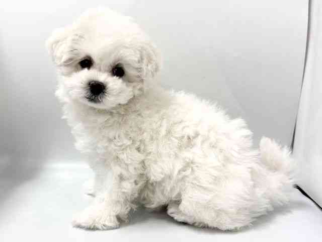 京都府のビションフリーゼ (ひごペットフレンドリー京都店/2025年10月28日生まれ/女の子/ホワイト)の子犬の3枚目の画像