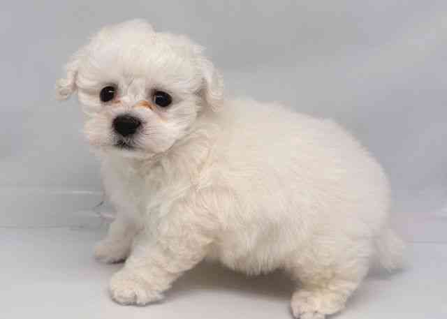 鳥取県のビションフリーゼ (ひごペットフレンドリーイオンモール鳥取北店/2025年10月28日生まれ/男の子/ホワイト)の子犬の3枚目の画像