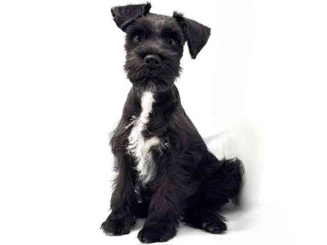 大阪府のミニチュアシュナウザー (ひごペットフレンドリー東淀川店/2025年10月26日生まれ/男の子/ブラックホワイト)の子犬の3枚目の画像