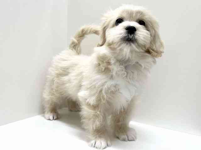 愛知県のペキプー(ペキニーズ×プードル) (ひごペットフレンドリーららぽーと名古屋みなとアクルス店/2025年10月24日生まれ/男の子/クリーム)の子犬の3枚目の画像