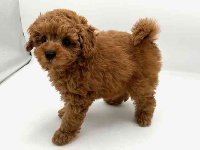 京都府のトイプードル(トイ) (ひごペットフレンドリーイオンモール高の原店/2025年10月28日生まれ/女の子/レッド)の子犬の3枚目の画像