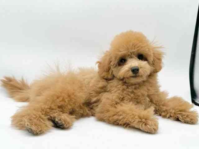 京都府のトイプードル(トイ) (ひごペットフレンドリーイオンモール高の原店/2025年10月28日生まれ/女の子/レッド)の子犬の3枚目の画像