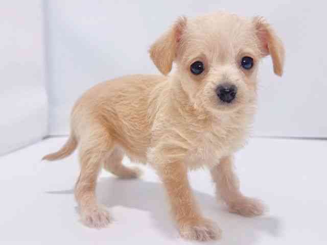 大阪府のチワマル/マルチワ(チワワ×マルチーズ) (ひごペットフレンドリーイズミヤショッピングセンター千里丘店/2025年10月27日生まれ/女の子/クリーム)の子犬の3枚目の画像