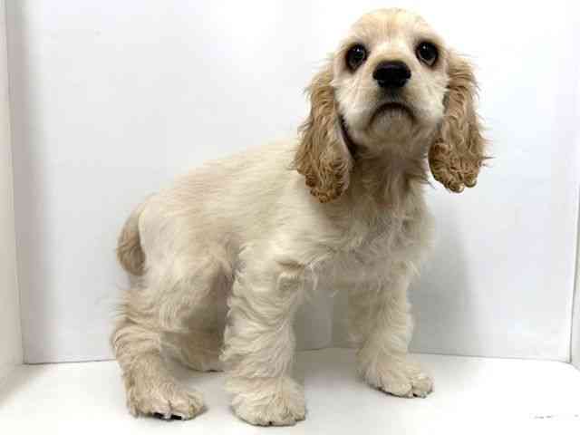 大阪府のアメリカンコッカースパニエル (ひごペットフレンドリーベルファⅡ都島店/2025年10月26日生まれ/男の子/バフ)の子犬の3枚目の画像