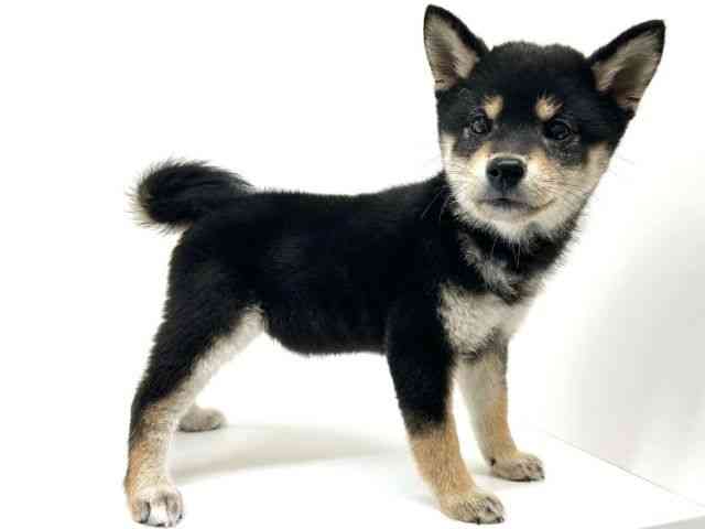 兵庫県の柴犬(標準サイズ) (ひごペットフレンドリーブルメールHAT神戸店/2025年8月28日生まれ/女の子/黒)の子犬の3枚目の画像