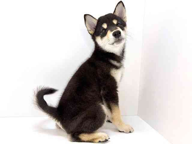 大阪府の柴犬(標準サイズ) (ひごペットフレンドリーいこらもーる泉佐野店/2025年10月27日生まれ/男の子/黒)の子犬の3枚目の画像