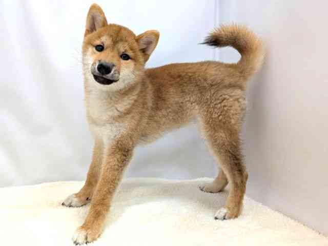 広島県の柴犬(標準サイズ) (ひごペットフレンドリーゆめタウン廿日市店/2025年10月28日生まれ/女の子/赤)の子犬の3枚目の画像