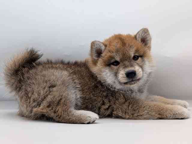 香川県の柴犬(標準サイズ) (ひごペットフレンドリーゆめタウン高松店/2025年10月28日生まれ/男の子/赤)の子犬の3枚目の画像