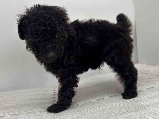 島根県のトイプードル(トイ) (ひごペットフレンドリーイオンモール出雲店/2025年10月13日生まれ/男の子/ブラック)の子犬の3枚目の画像