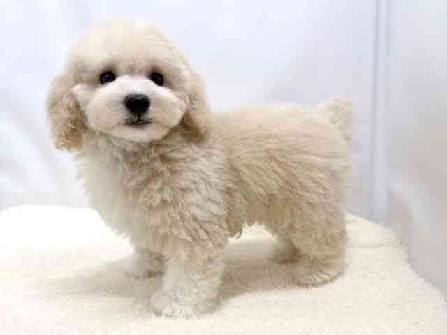 広島県のトイプードル(トイ) (ひごペットフレンドリーゆめタウン廿日市店/2025年10月26日生まれ/男の子/ホワイト)の子犬の3枚目の画像