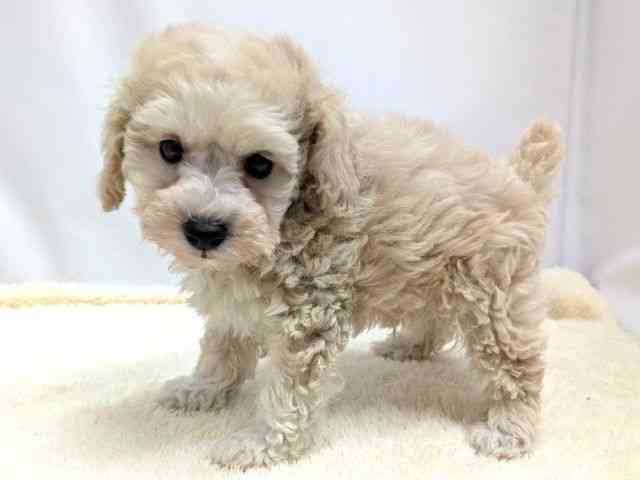 広島県のトイプードル(トイ) (ひごペットフレンドリーゆめタウン廿日市店/2025年10月26日生まれ/男の子/ホワイト)の子犬の3枚目の画像