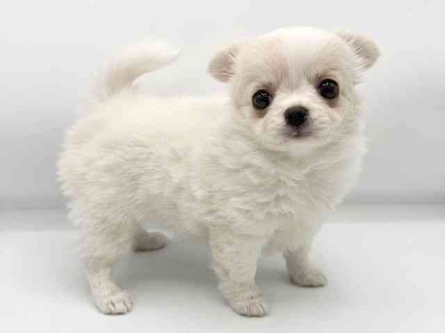 大阪府のチワワ(ロング) (ひごペットフレンドリーららぽーとEXPOCITY店/2025年10月28日生まれ/女の子/クリームホワイト)の子犬の3枚目の画像