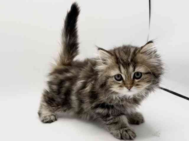 大阪府のラガマフィン (ひごペットフレンドリーみのおキューズモール店/2025年10月28日生まれ/男の子/ブラウンタビー)の子猫の3枚目の画像