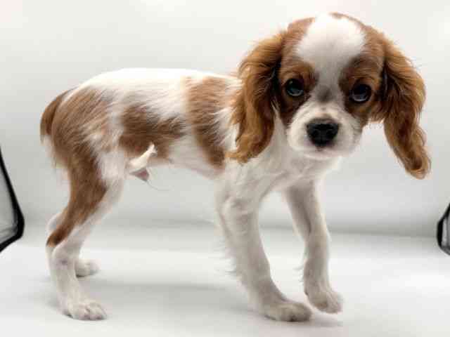 愛知県のキャバリアキングチャールズスパニエル (ひごペットフレンドリープライムツリー赤池店/2025年9月27日生まれ/男の子/ブレンハイム)の子犬の3枚目の画像