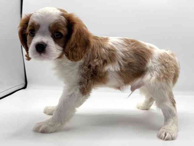 愛知県のキャバリアキングチャールズスパニエル (ひごペットフレンドリープライムツリー赤池店/2025年9月27日生まれ/男の子/ブレンハイム)の子犬の3枚目の画像