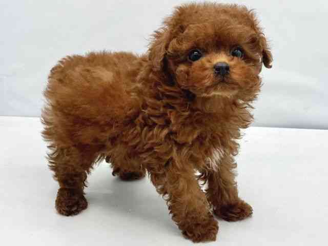 大阪府のトイプードル(トイ) (ひごペットフレンドリーイトーヨーカドー津久野店/2025年10月28日生まれ/男の子/レッドフォーン)の子犬の3枚目の画像