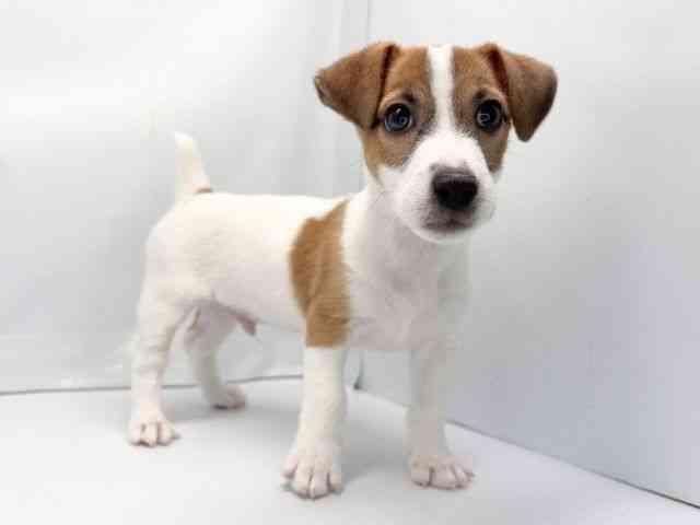 京都府のジャックラッセルテリア (ひごペットフレンドリー洛北阪急スクエア店/2025年10月29日生まれ/男の子/タンホワイト)の子犬の3枚目の画像