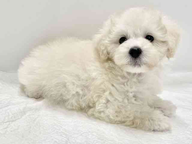 高知県のマルプー(マルチーズ×プードル) (ひごペットフレンドリーイオンモール高知店/2025年10月30日生まれ/男の子/クリーム)の子犬の3枚目の画像