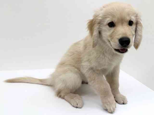 兵庫県のゴールデンレトリバー (ひごペットフレンドリーブルメールHAT神戸店/2025年10月29日生まれ/男の子/ゴールデン)の子犬の3枚目の画像