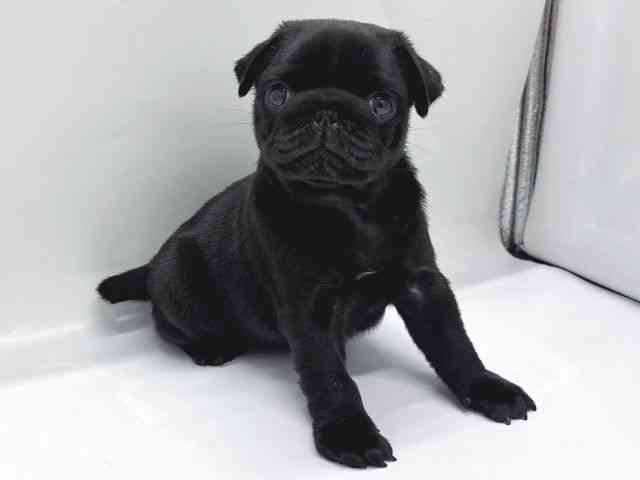 京都府のパグ (ひごペットフレンドリー京都店/2025年11月1日生まれ/男の子/ブラック)の子犬の3枚目の画像