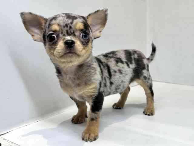 大阪府のチワワ(スムース) (ひごペットフレンドリーセブンパーク天美店/2025年11月1日生まれ/男の子/ブルーマールタン)の子犬の3枚目の画像