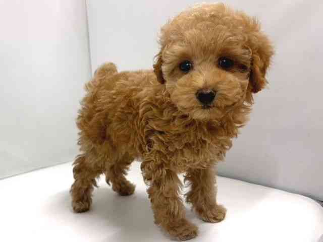 奈良県のトイプードル(トイ) (ひごペットフレンドリー奈良パワーシティ店/2025年11月1日生まれ/女の子/アプリコット)の子犬の3枚目の画像