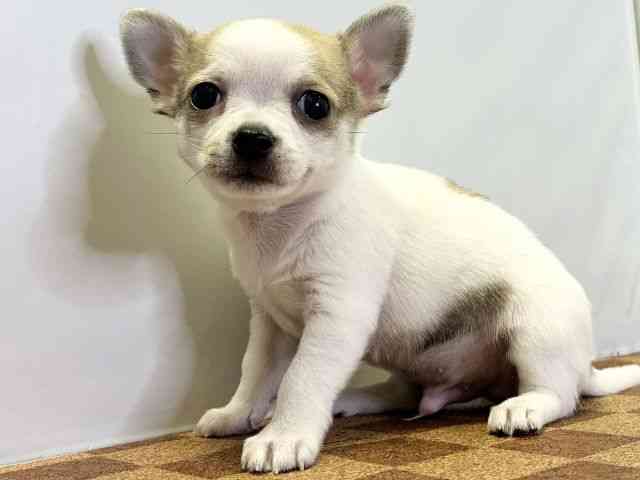 愛媛県のチワワ(スムース) (ひごペットフレンドリーエミフルMASAKI店/2025年11月1日生まれ/男の子/ホワイトフォーン)の子犬の3枚目の画像