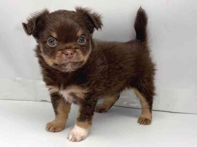 京都府のチワワ(ロング) (ひごペットフレンドリー洛北阪急スクエア店/2025年10月30日生まれ/男の子/チョコレートタンホワイト)の子犬の3枚目の画像