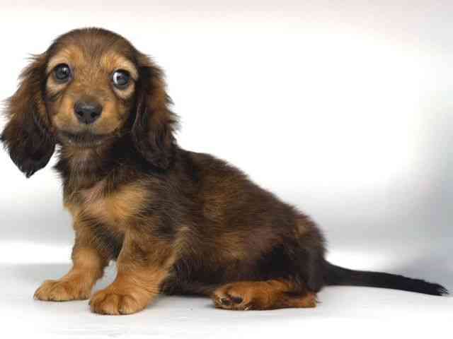 大阪府のミニチュアダックスフンド(ロング) (ひごペットフレンドリー岸和田店/2025年11月1日生まれ/男の子/シェーデットレッド)の子犬の3枚目の画像