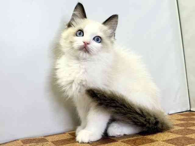 愛媛県のラグドール (ひごペットフレンドリーエミフルMASAKI店/2025年10月31日生まれ/女の子/シールポイントバイカラー)の子猫の3枚目の画像
