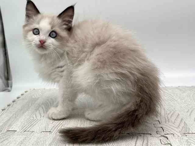 島根県のラグドール (ひごペットフレンドリーイオンモール出雲店/2025年10月31日生まれ/男の子/ブルーポイントバイカラー)の子猫の3枚目の画像