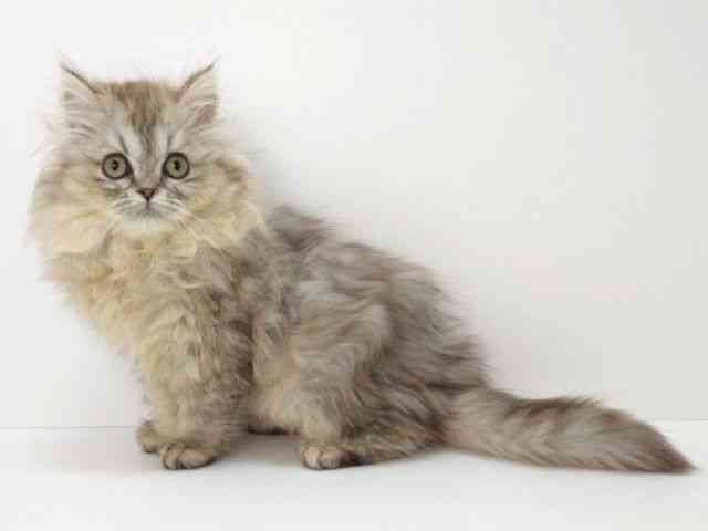 大阪府のミヌエット (ひごペットフレンドリーいこらもーる泉佐野店/2025年10月25日生まれ/男の子/シルバータビー)の子猫の3枚目の画像