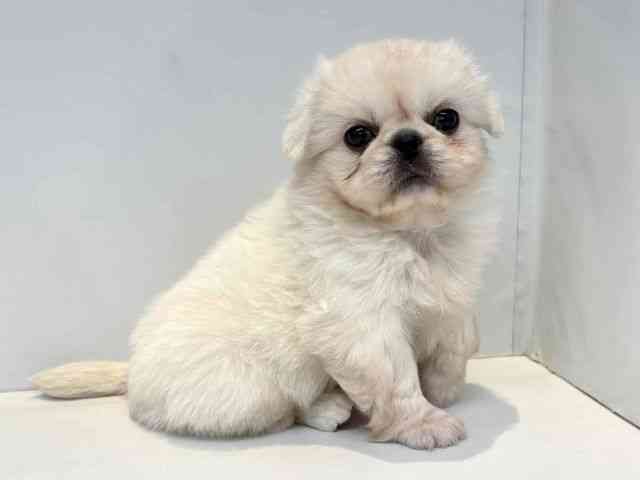 大阪府のハーフ犬・ミックス犬 (ひごペットフレンドリーセブンパーク天美店/2025年10月30日生まれ/女の子/ホワイト)の子犬の3枚目の画像