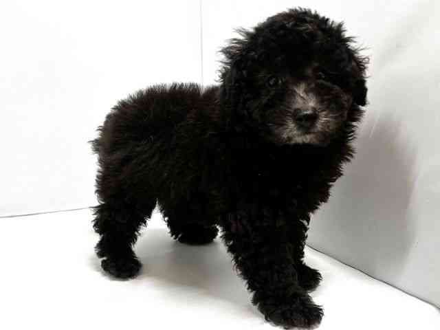 奈良県のトイプードル(トイ) (ひごペットフレンドリー奈良パワーシティ店/2025年10月28日生まれ/男の子/シルバー)の子犬の3枚目の画像