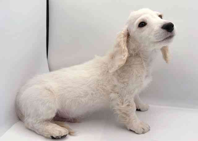 島根県のミニチュアダックスフンド(ロング) (ひごペットフレンドリーイオン松江ショッピングセンター店/2025年11月1日生まれ/男の子/イエロー)の子犬の3枚目の画像