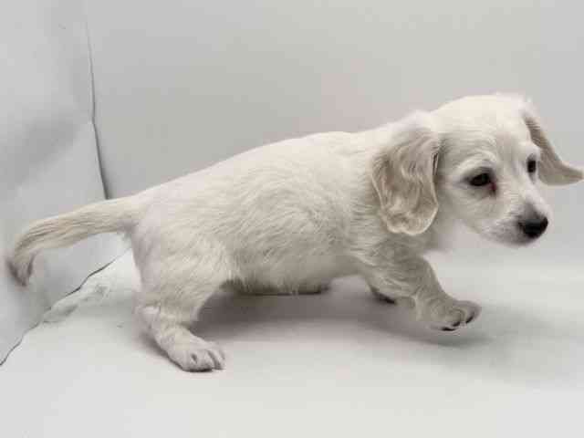 大阪府のミニチュアダックスフンド(ロング) (ひごペットフレンドリーみのおキューズモール店/2025年11月1日生まれ/女の子/イエロー)の子犬の3枚目の画像